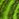 Lime green midi-length slip dress with snake print